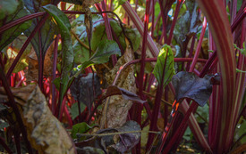 Warzywniak 2026 18