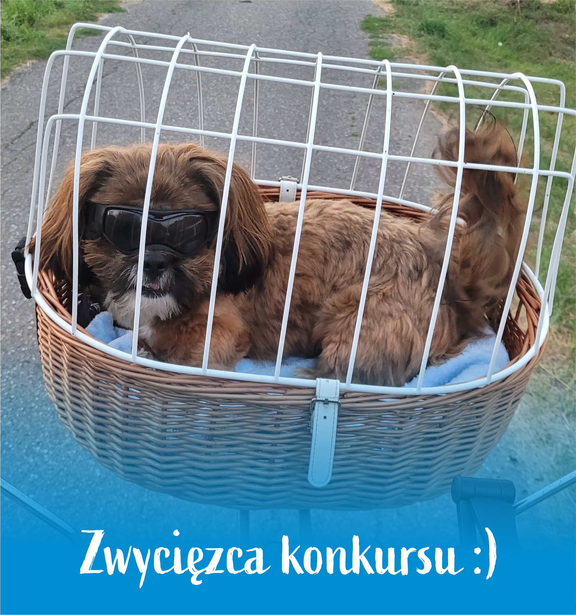 Zwycięskie zdjęcie w&nbsp;konkursie, przedstawia pieska w&nbsp;koszyczku przymocowanym przy kierownicy roweru, piesek ma założone okulary przeciwsłoneczne