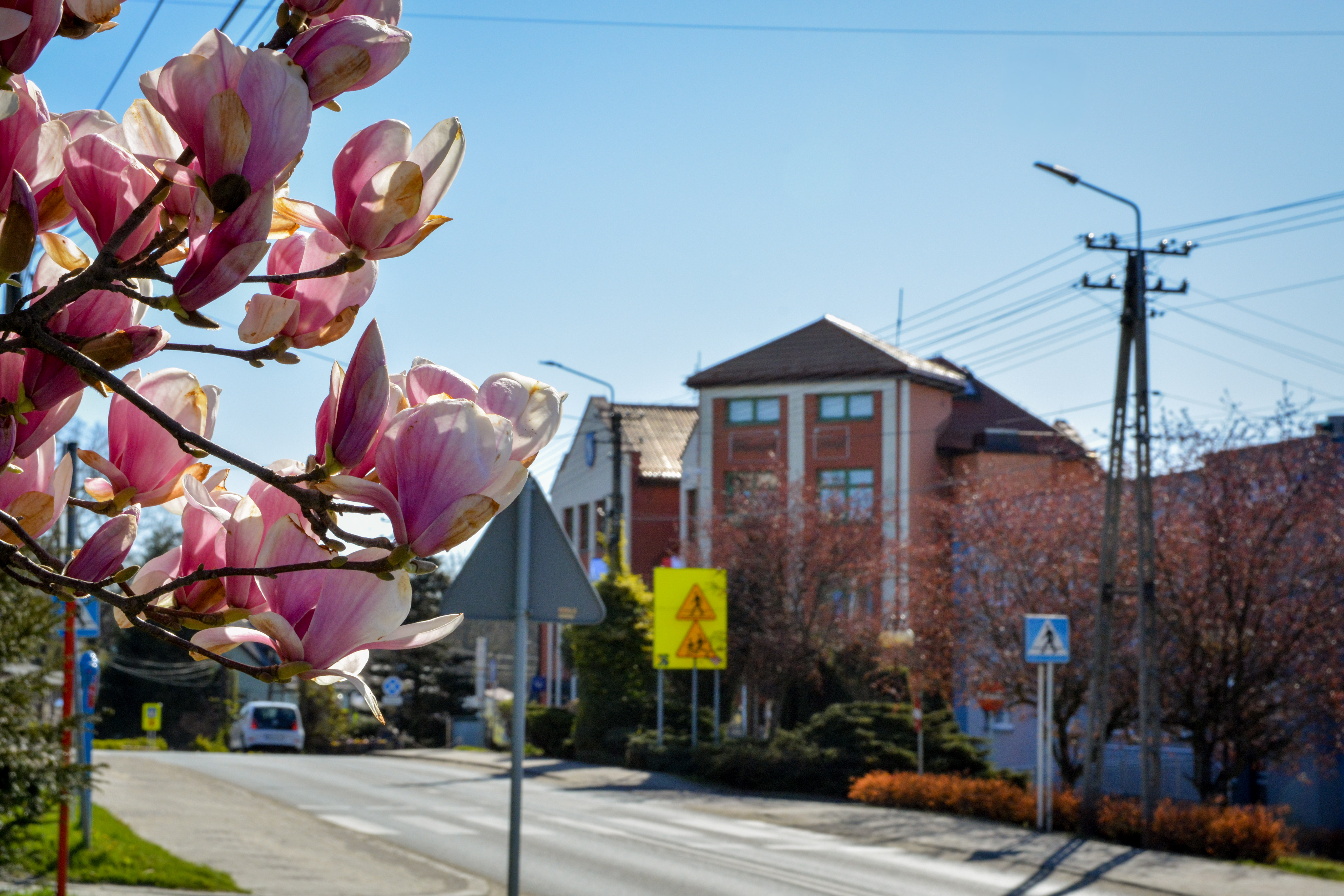Budynek Urzędu Gminy Marklowice w&nbsp;tle, na&nbsp;pierwszym planie kwitnące kwiaty drzewa